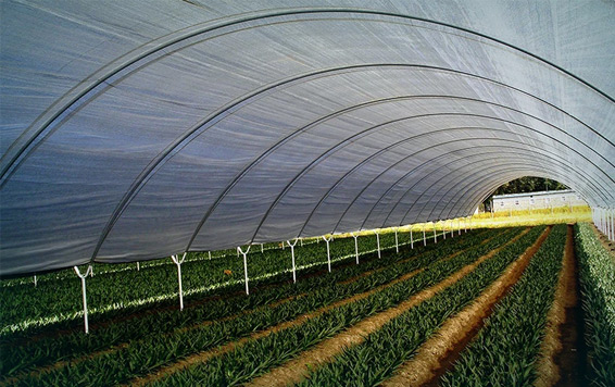 Greenhouse Film