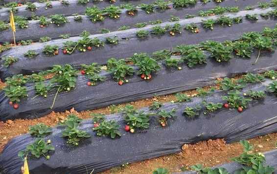 Mulch Film