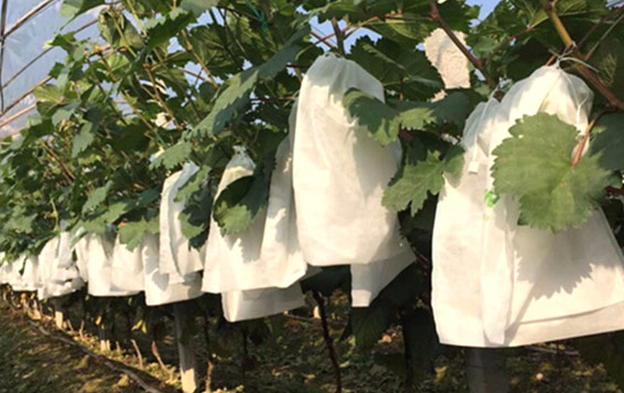Fruit Protection
